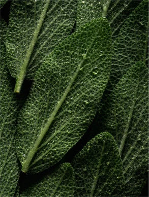 Hydrating BioBalance Mist